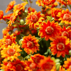 💥Siste dag! Kun 26 NOK per stk – Kunstige utendørsblomster “Sunset Mums” – UV-bestandige, vanntette og vindtette