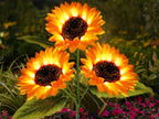 🌻Fabrikk direkte salg 49% avslag - 🌞Solar LED-solsikkehagelys - 29,6 tommer / 74 cm