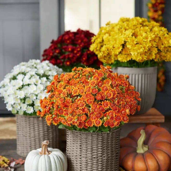 💥Siste dag! Kun 26 NOK per stk – Kunstige utendørsblomster “Sunset Mums” – UV-bestandige, vanntette og vindtette
