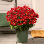 💥Siste dag! Kun 26 NOK per stk – Kunstige utendørsblomster “Sunset Mums” – UV-bestandige, vanntette og vindtette