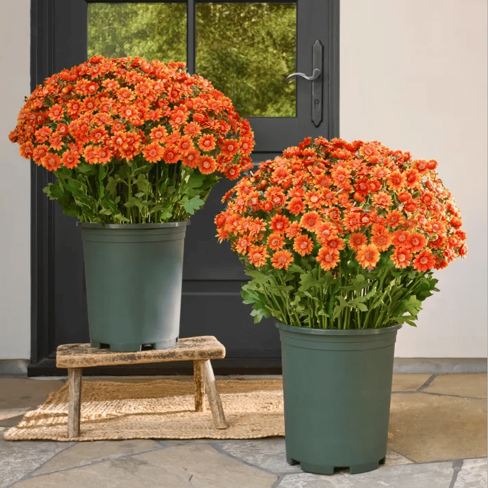 💥Siste dag! Kun 26 NOK per stk – Kunstige utendørsblomster “Sunset Mums” – UV-bestandige, vanntette og vindtette