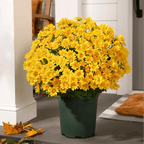 💥Siste dag! Kun 26 NOK per stk – Kunstige utendørsblomster “Sunset Mums” – UV-bestandige, vanntette og vindtette